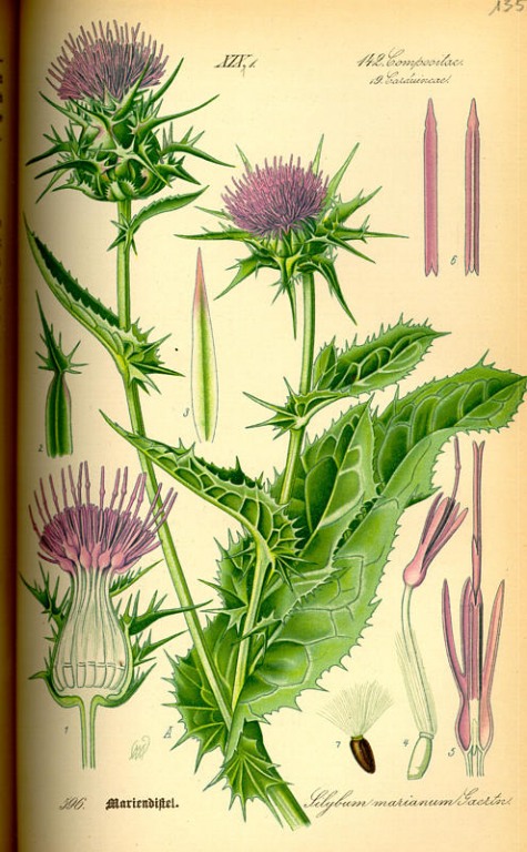 Mariendistel Kraut bio